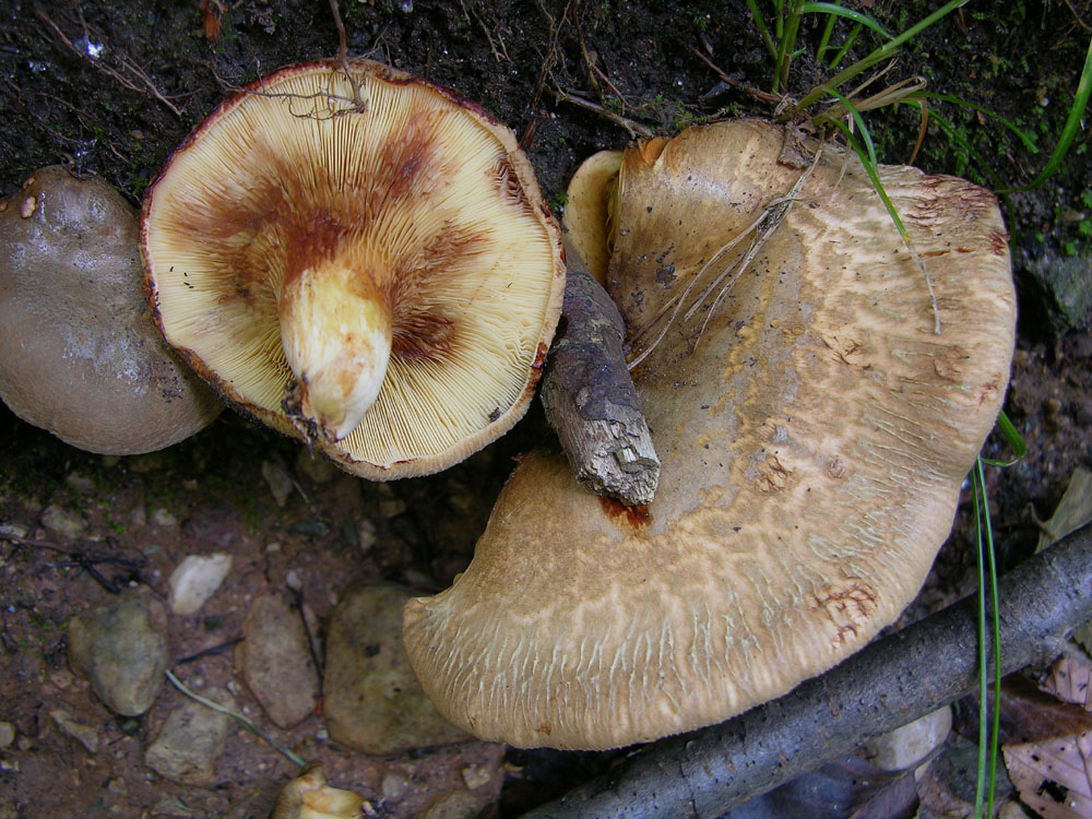 Paxillus ammoniovirescens,P.rubicundulus e P.involutus